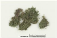 藏品(平錦苔)的圖片